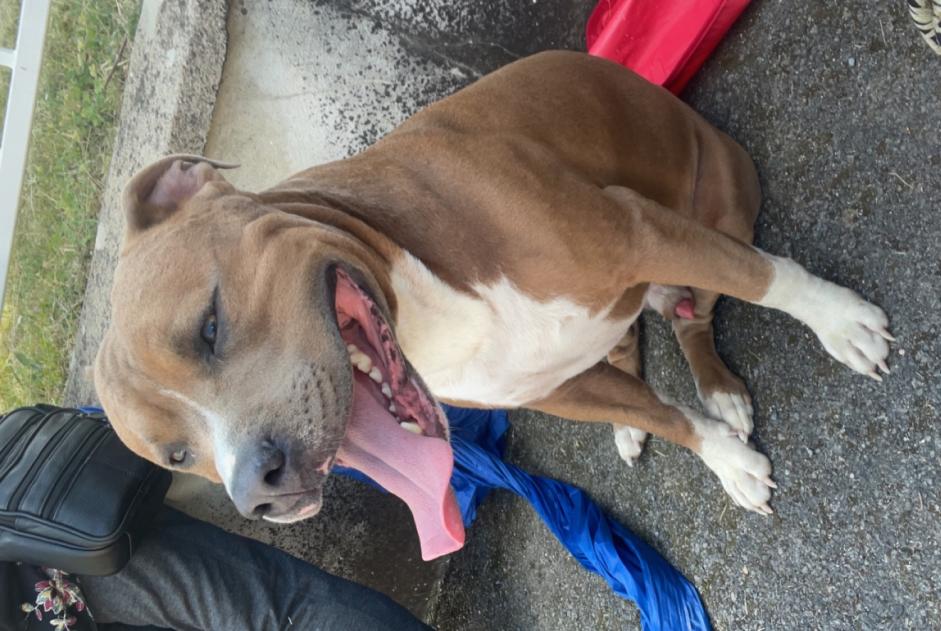 Fundmeldung Hund  Männliche Dormans Frankreich