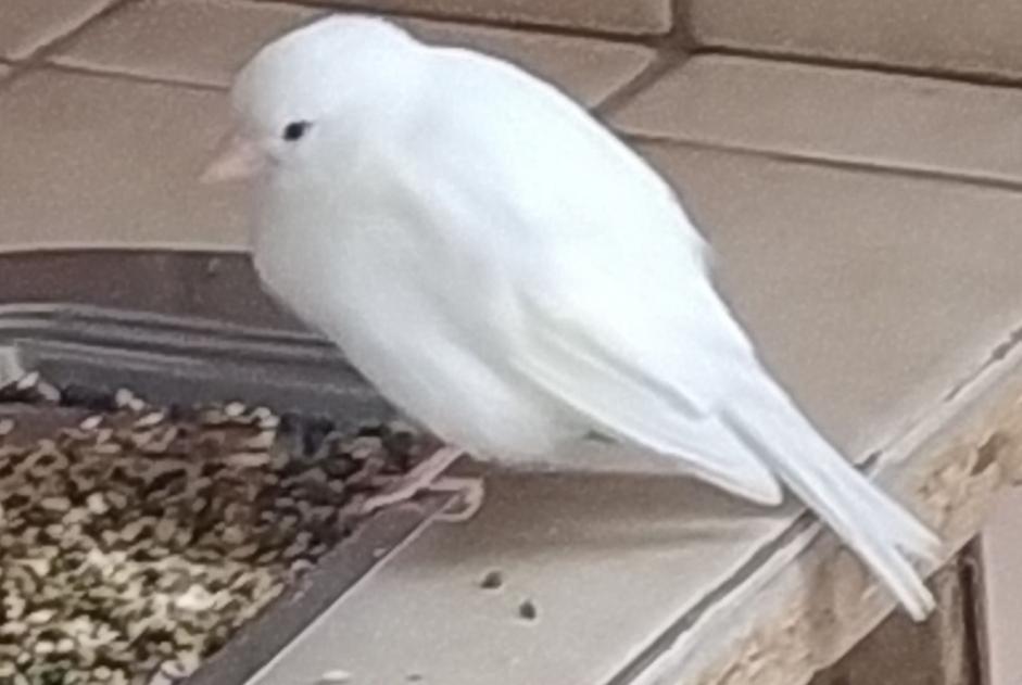Fundmeldung Vogel Unbekannt Reims Frankreich