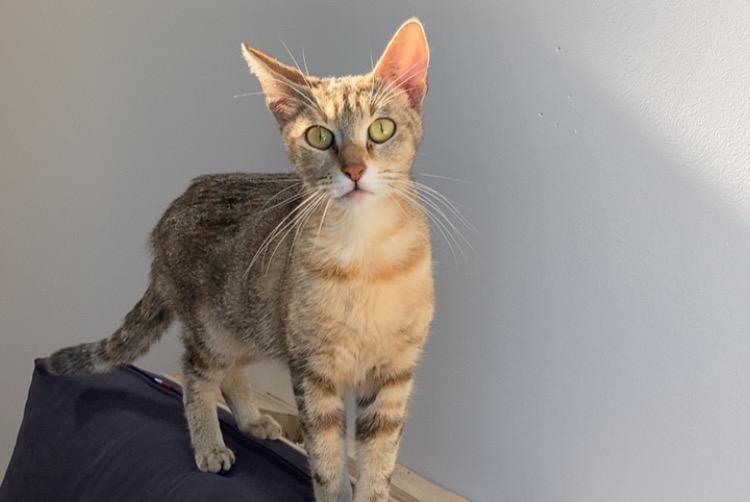Discovery alert Cat Female Épernay France