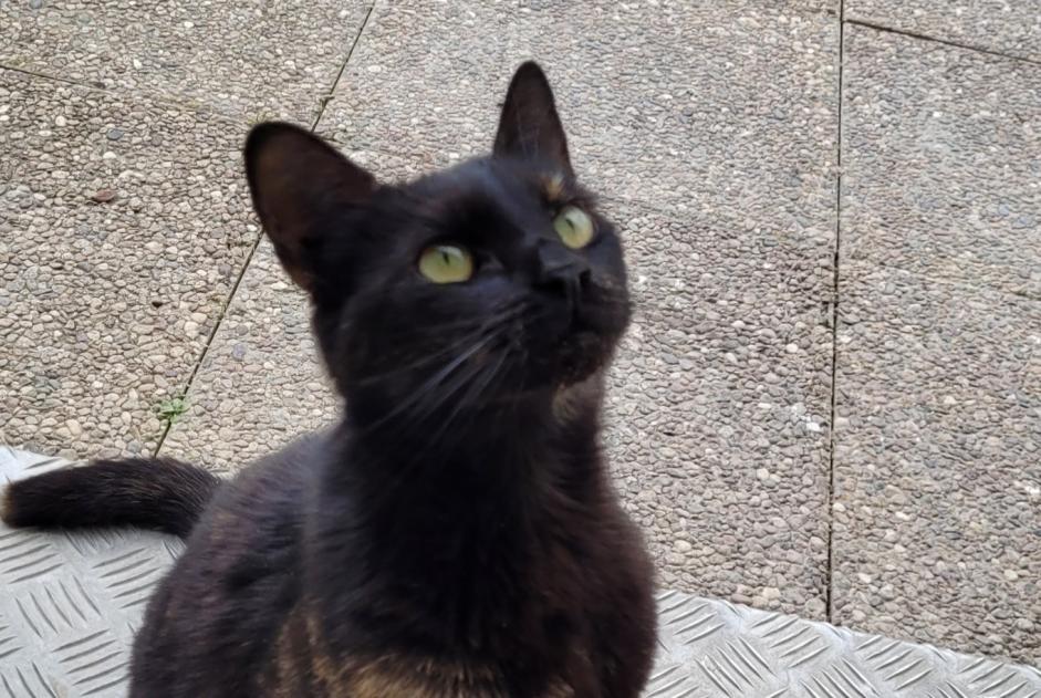 Discovery alert Cat Female Reims France