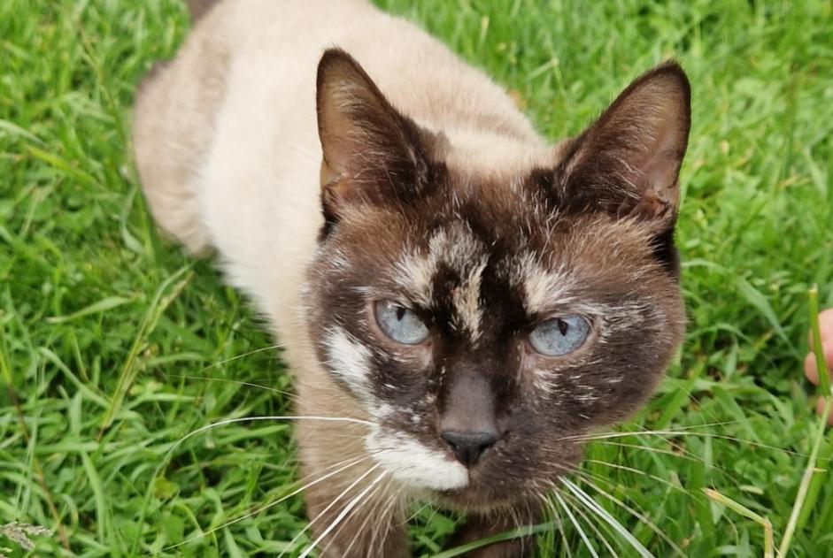 Discovery alert Cat miscegenation Female Witry-lès-Reims France