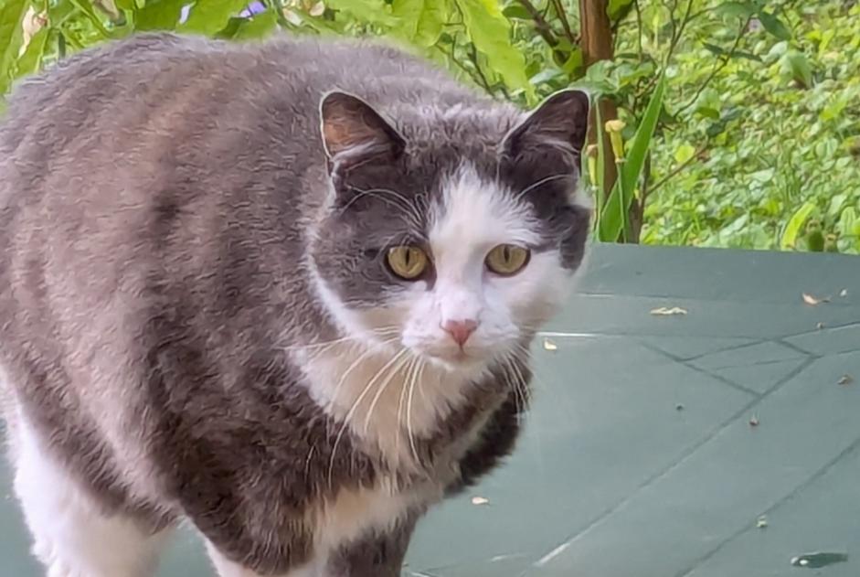 Discovery alert Cat Unknown Époye France