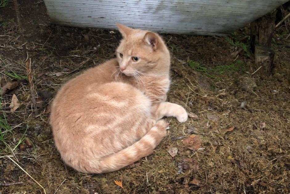 Disappearance alert Cat Male , 12 years Esclavolles-Lurey France