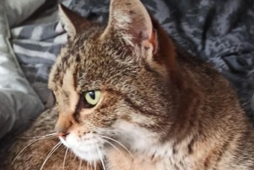 Disappearance alert Cat Female , 10 years Châlons-en-Champagne France