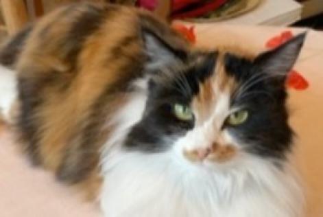 Disappearance alert Cat Female , 3 years Épernay France
