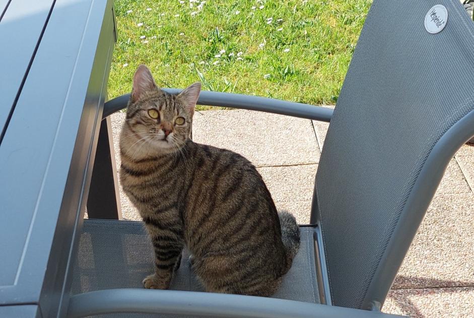Disappearance alert Cat  Female , 1 years Suippes France