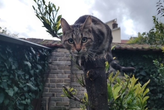 Disappearance alert Cat  Female , 2 years Reims France