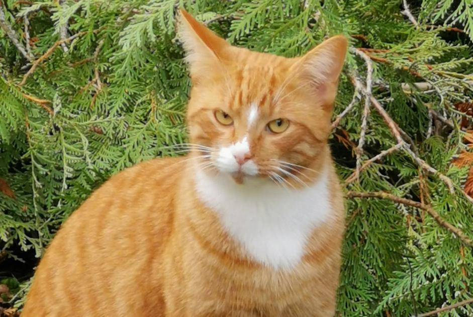 Disappearance alert Cat miscegenation Male , 3 years Fismes France