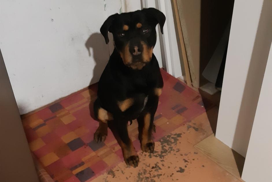 Discovery alert Dog miscegenation Male Couvrot France