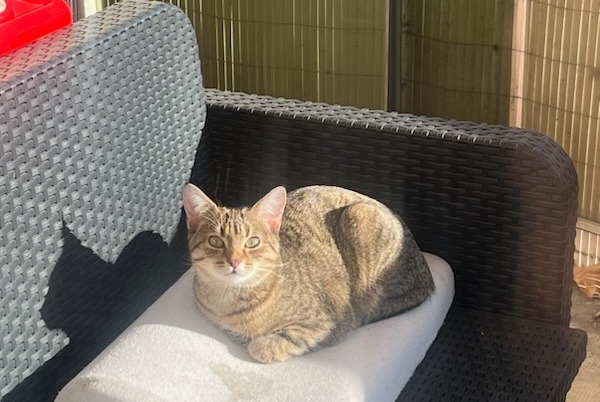 Alerta de Desaparición Gato Hembra , 1 años Ludes Francia
