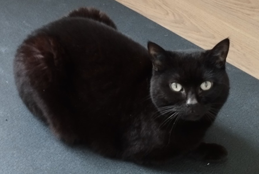 Alerta de Desaparición Gato Hembra , 11 años Trois-Puits Francia Alerta de Desaparición Gato Hembra , 11 años Trois-Puits Francia