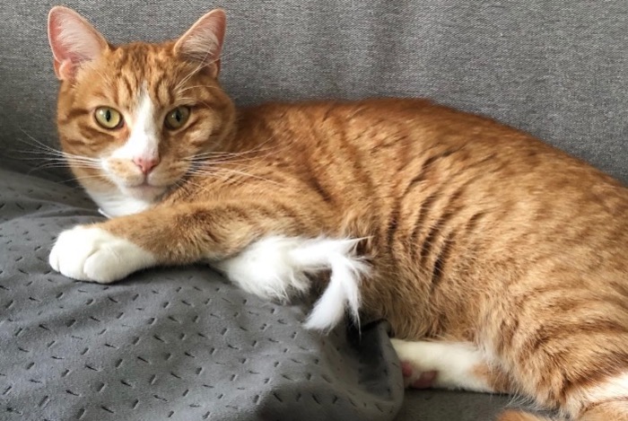 Alerta de Desaparición Gato Macho , 2 años Jonchery-sur-Vesle Francia