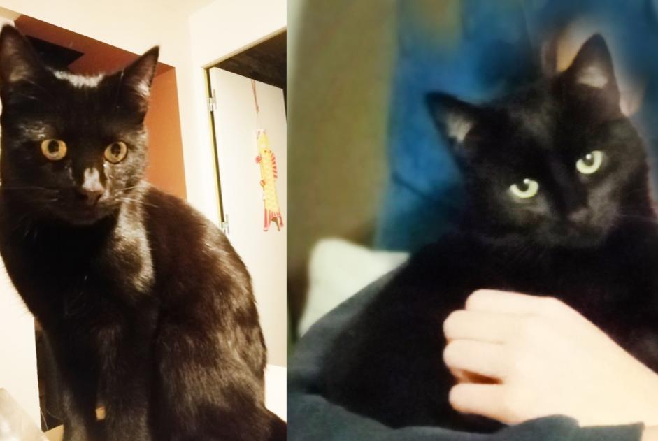 Alerta de Desaparición Gato  Macho , 1 años Cognin Francia