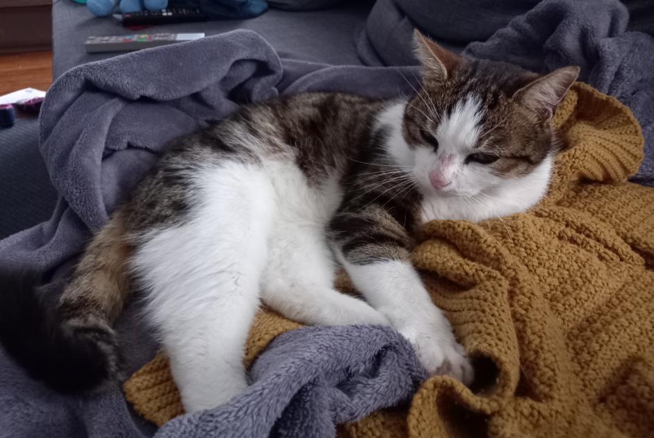 Alerta de Hallazgo Gato cruce Macho Reims Francia