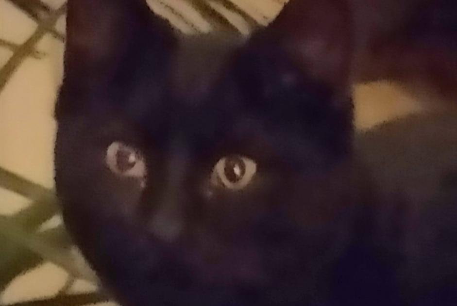 Alerte Disparition Chat  Femelle , 5 ans Reims France