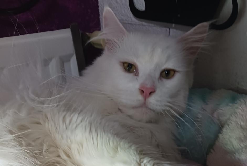 Alerte Disparition Chat  Mâle , 4 ans Châlons-en-Champagne France
