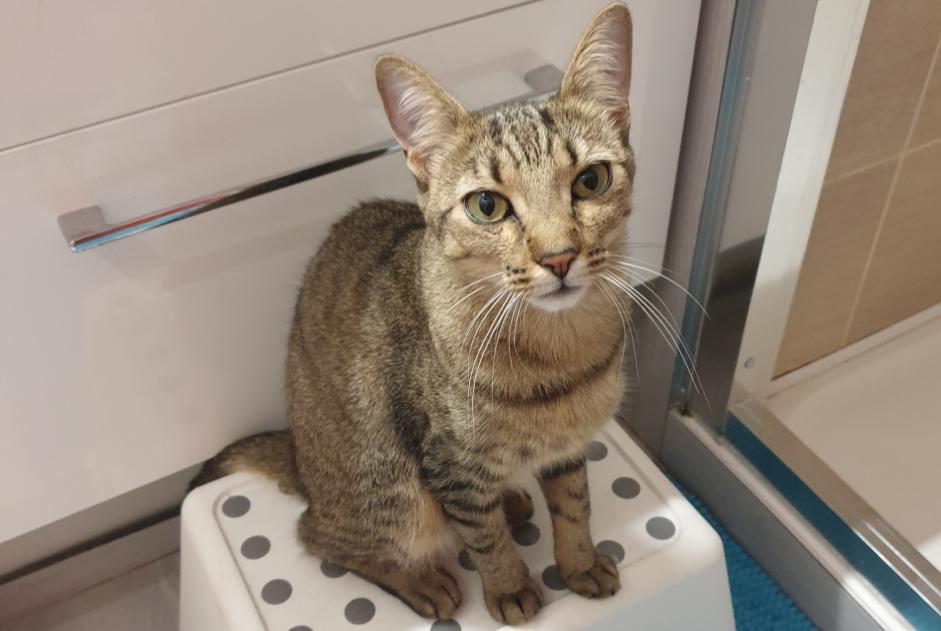Alerte Disparition Chat Femelle , 1 ans Reims France