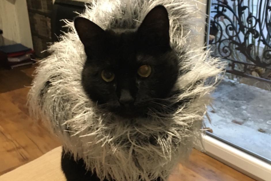 Alerte Disparition Chat Mâle , 16 ans Magenta France Alerte Disparition Chat Mâle , 16 ans Magenta France