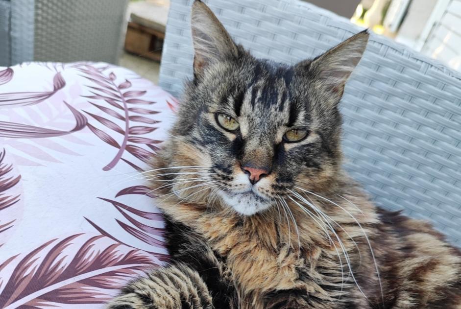 Alerte Disparition Chat Mâle , 14 ans Val-des-Marais France Alerte Disparition Chat Mâle , 14 ans Val-des-Marais France
