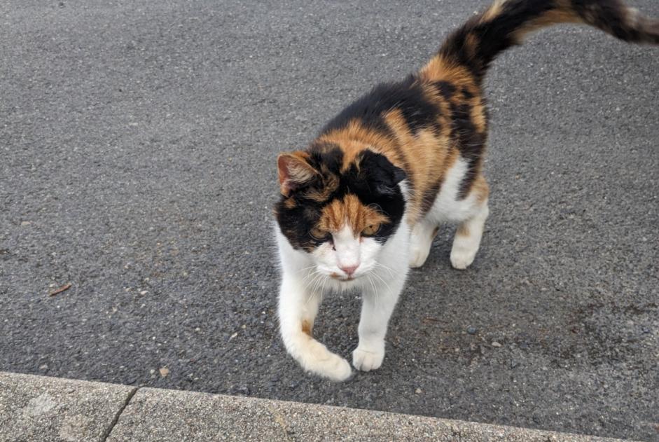 Alerte Découverte Chat Inconnu Cormontreuil France