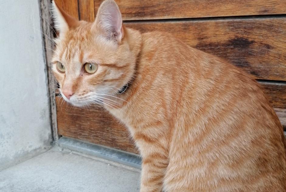 Alerte Découverte Chat Inconnu Reims France Alerte Découverte Chat Inconnu Reims France