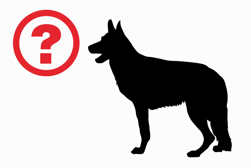 Alerta desaparecimento Cão  Macho , 2 anos Saint-Brice-Courcelles France