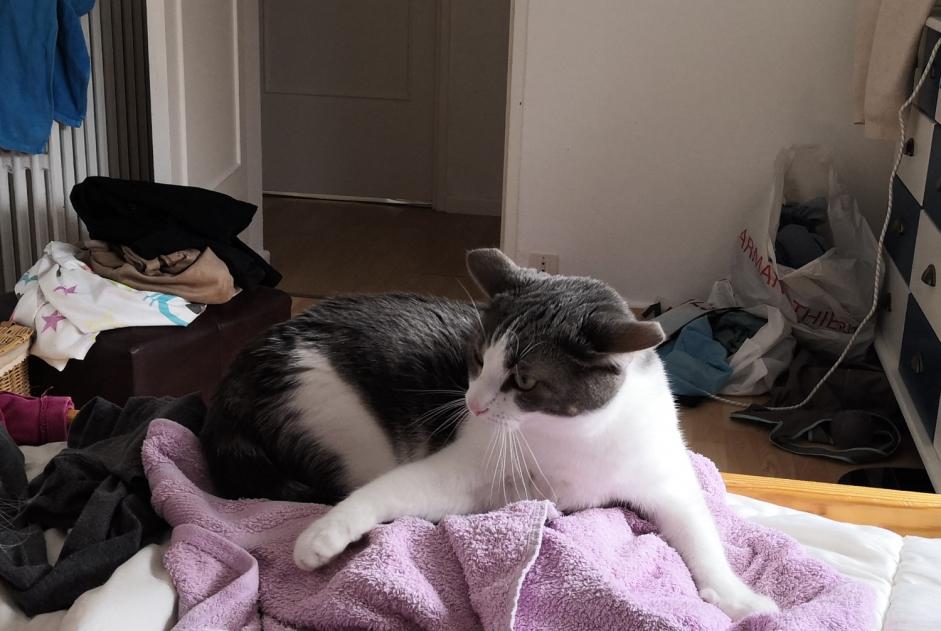 Avviso scomparsa Gatto Femmina , 2 anni Épernay Francia Avviso scomparsa Gatto Femmina , 2 anni Épernay Francia