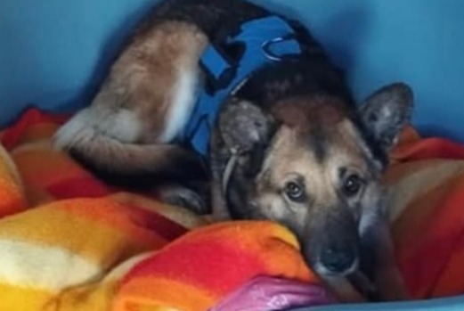 Alerta desaparecimento Cão cruzamento Macho , 7 anos Montmirail France