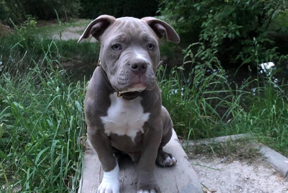Alerta desaparecimento Cão Macho , 0 anos Reims France Alerta desaparecimento Cão Macho , 0 anos Reims France