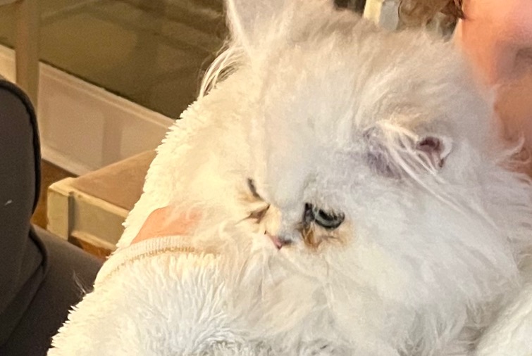 Alerta desaparecimento Gato  Fêmea , 1 anos Reims France