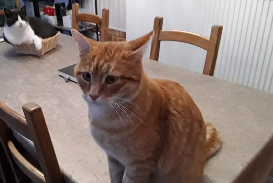 Alerta desaparecimento Gato Macho , 8 anos Heiltz-l'Évêque France